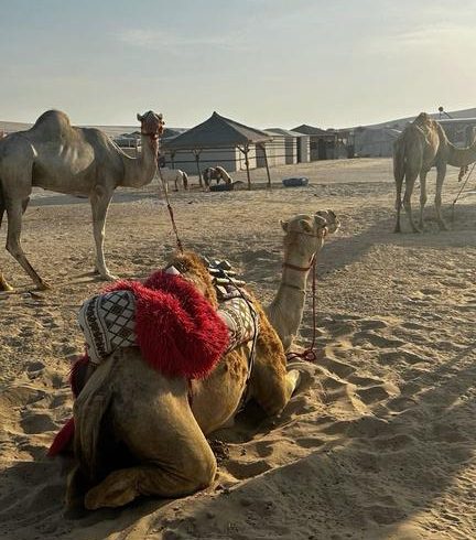CAMEL TOUR (WITH FALCON)