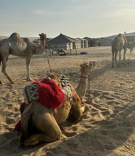 CAMEL TOUR (WITH FALCON)