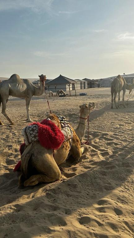 CAMEL TOUR (WITH FALCON)