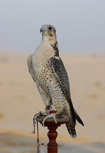 CAMEL TOUR (WITH FALCON)