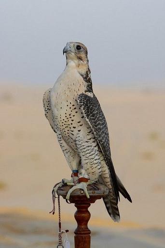 CAMEL TOUR (WITH FALCON)