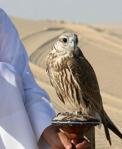 CAMEL TOUR (WITH FALCON)