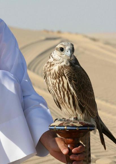 CAMEL TOUR (WITH FALCON)